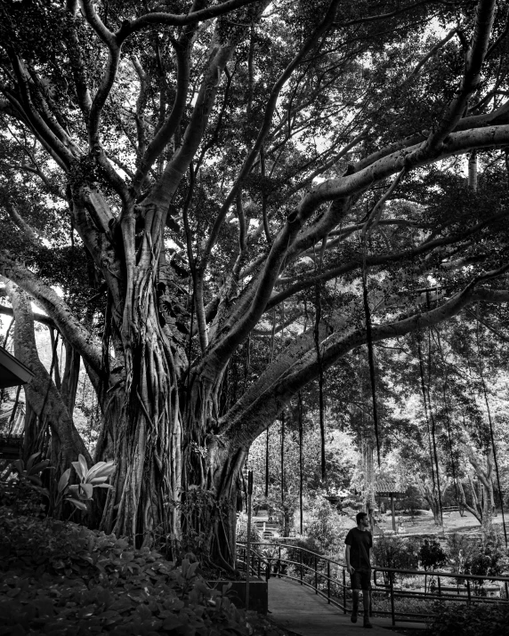 two people walking through a park area next to a tree