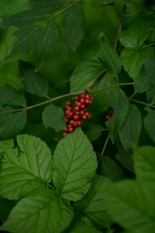 close up s of a nch with red berries