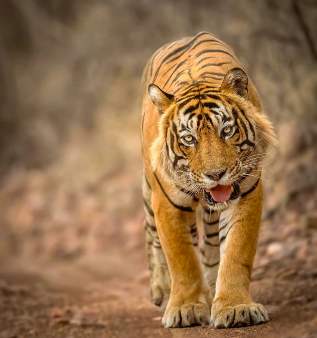 the tiger is walking along the dirt road