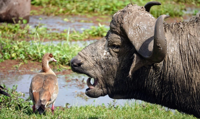 the bird is watching the buffalo face