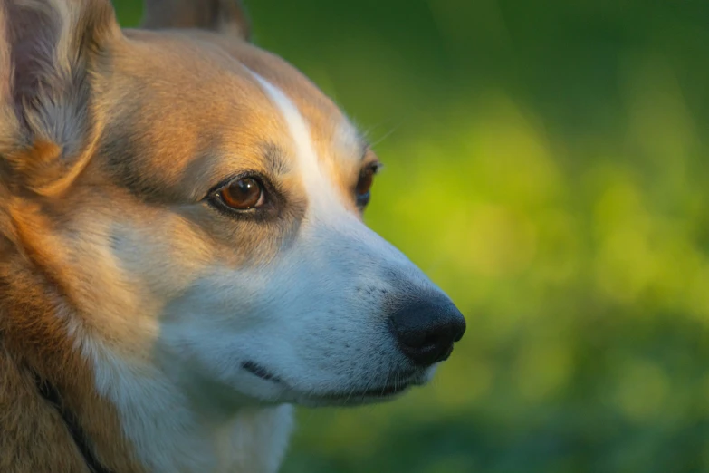 a brown and white dog standing in the grass