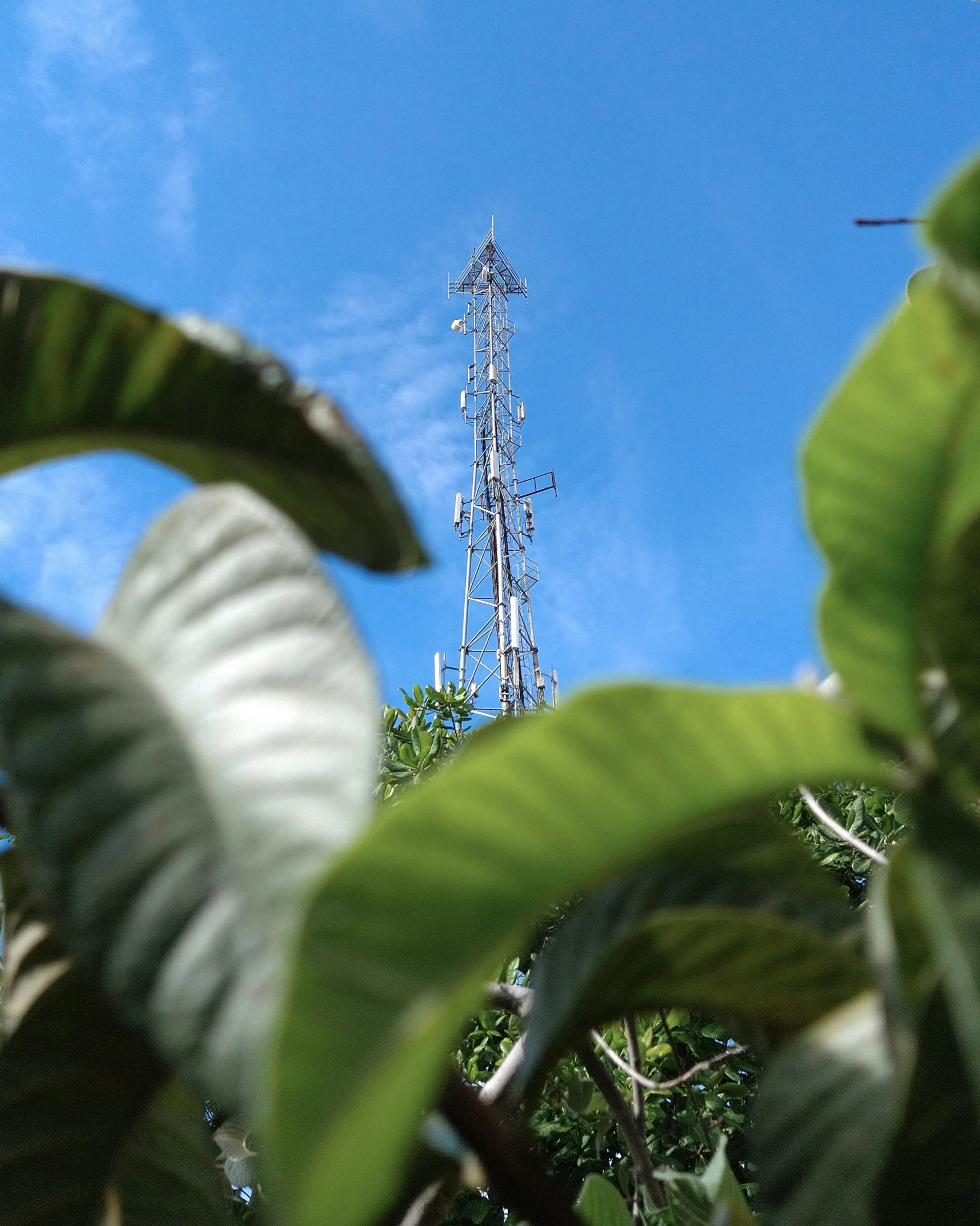 the view from below of an antenna with leaves