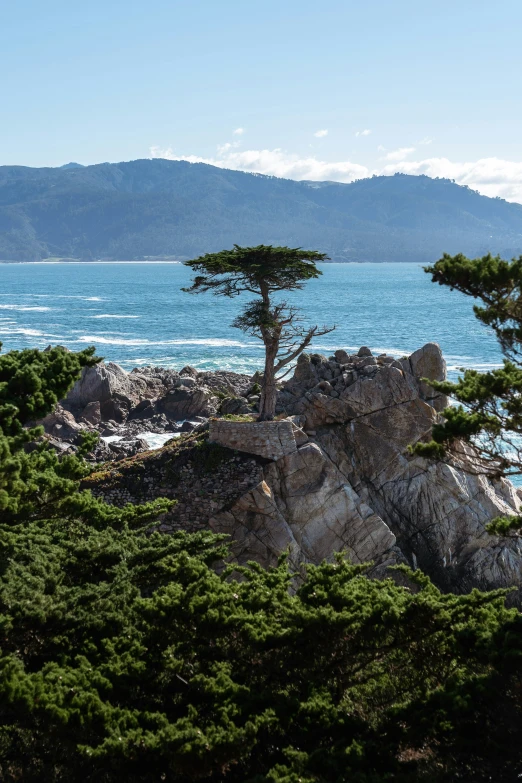 some trees in front of some water and mountains