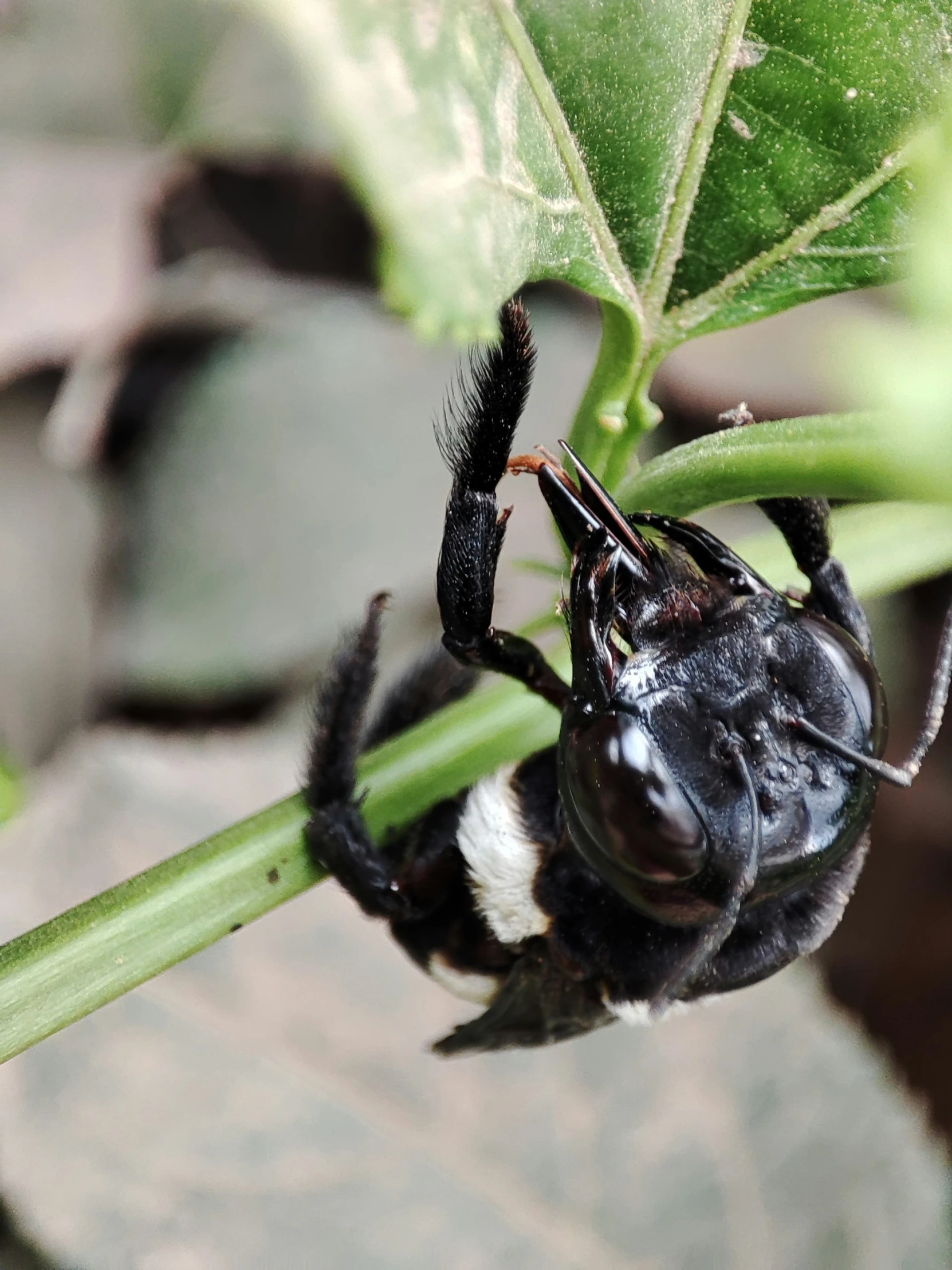 black and white bee crawling on top of a green leaf