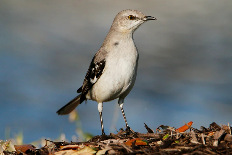 small bird standing on top of a pile of dried up leaves