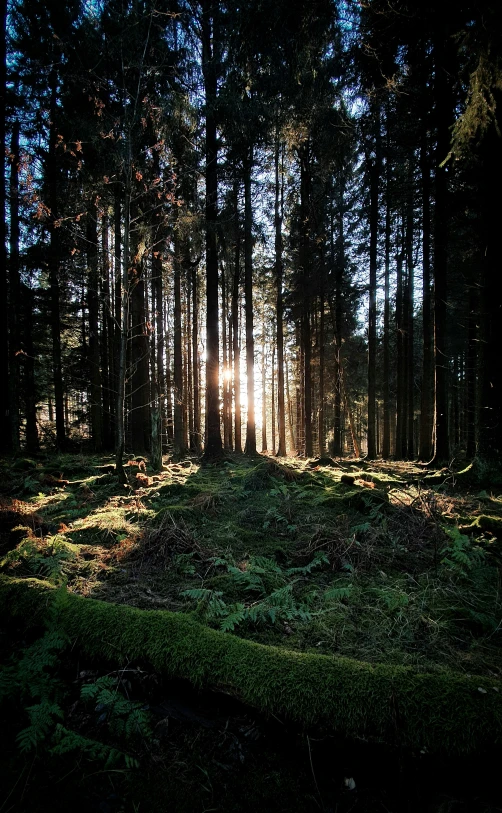 the sun peeks through the trees in the forest