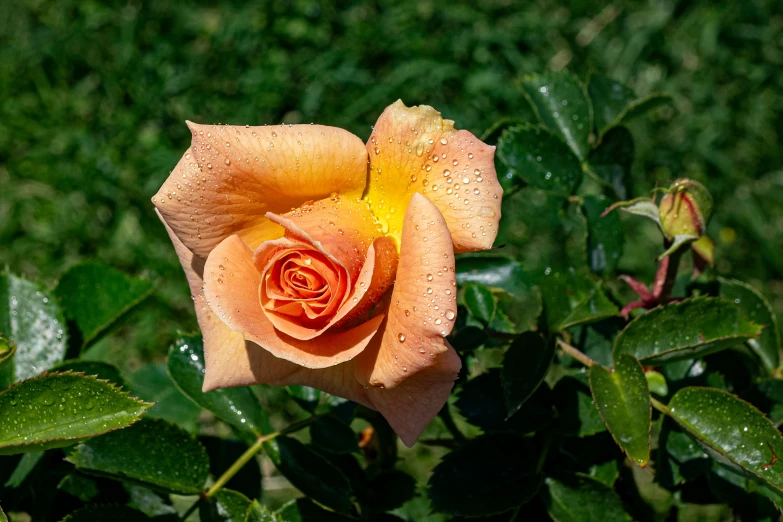 a close up of a rose in bloom