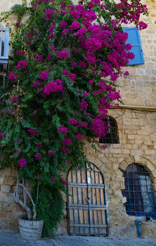 a tree with pink flowers grows near the top of a brick building