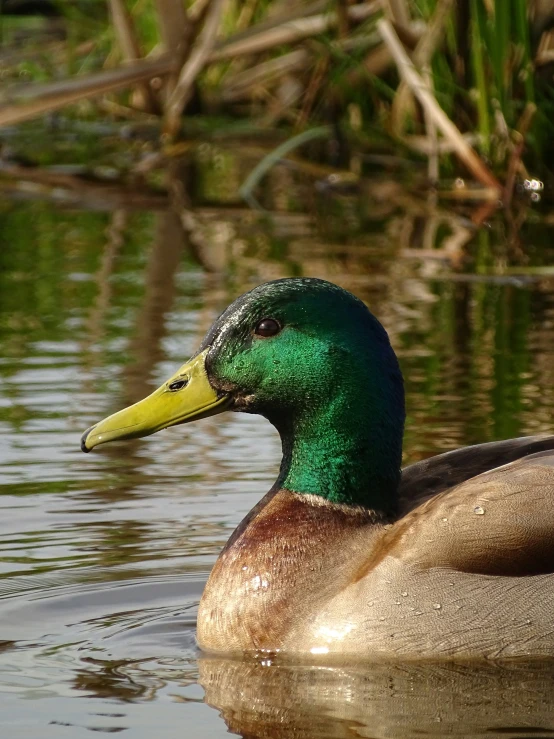 a small duck swimming in a body of water