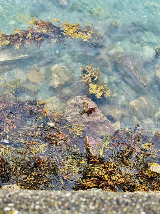 two birds stand on a rock under water