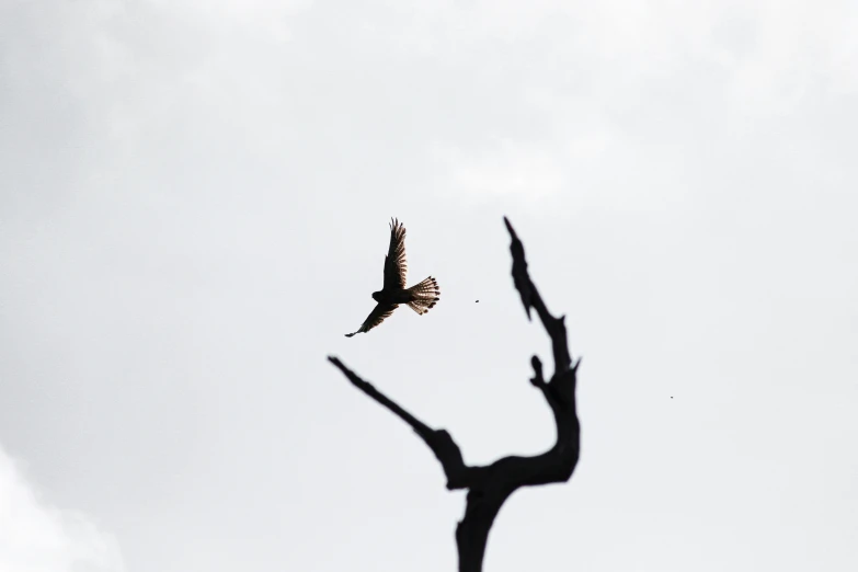 bird in a tree, against a white sky
