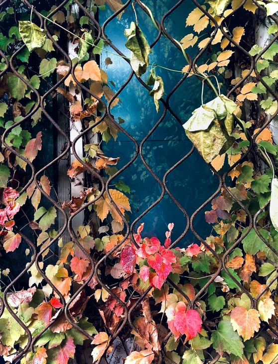 some flowers hanging on a fence behind some wire