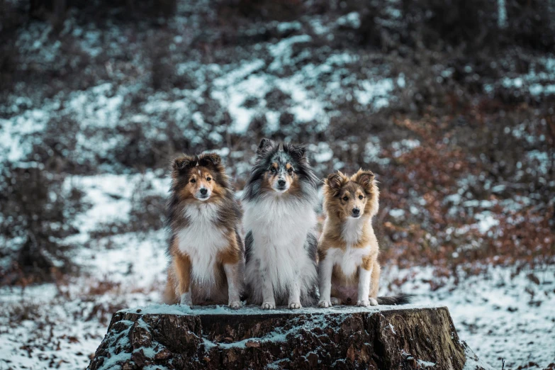 three little dogs sitting on top of a wooden tree stump