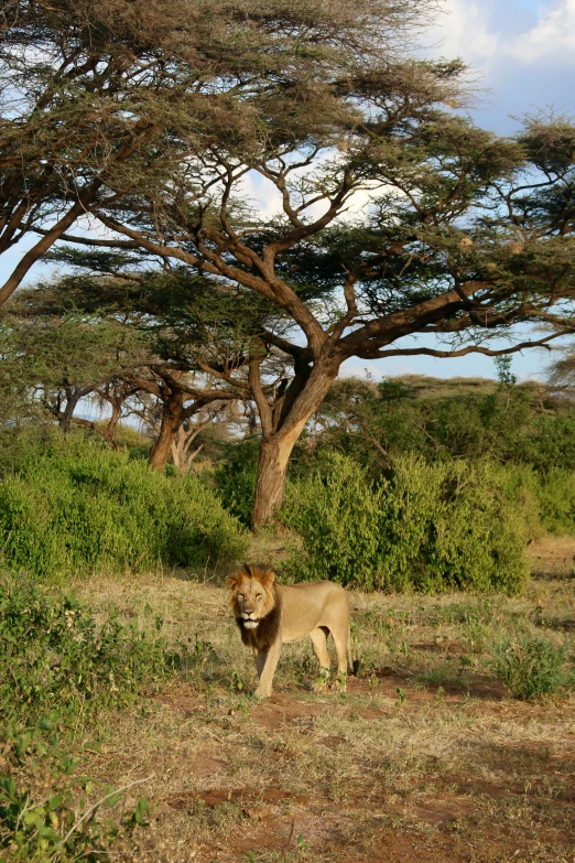 a lion standing in the shade next to a large tree