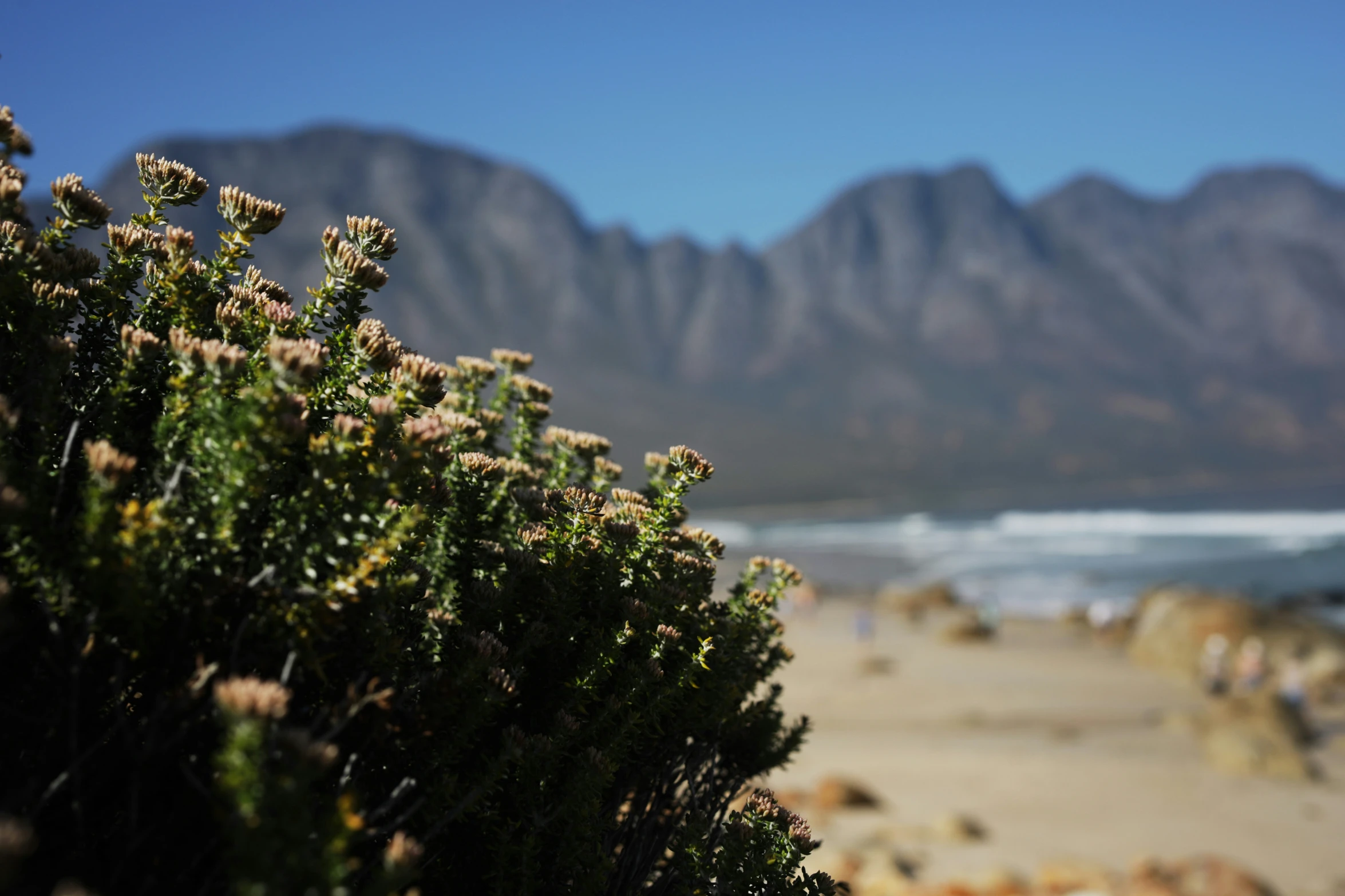 many small bushes are growing on the beach