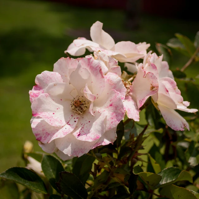 pink and white flowers blooming in a vase