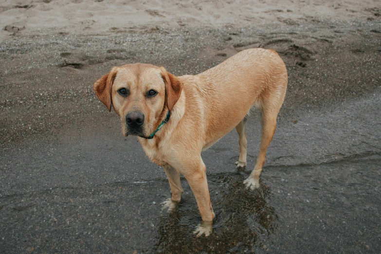 a golden colored dog is standing in some water