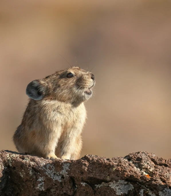 a brown animal looking up with it's head up