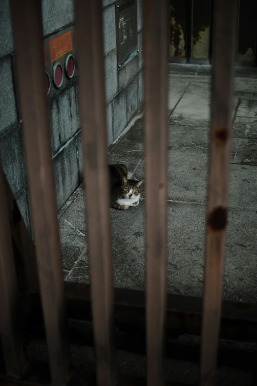 an abandoned cat is seen through bars of a prison