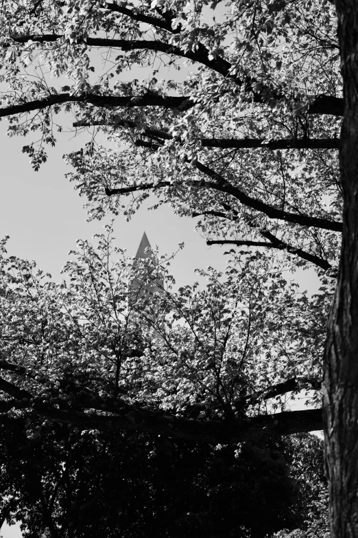 a black and white picture looking up at some trees