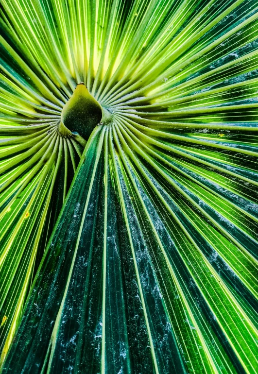 a large green leaf with small black spots in the center