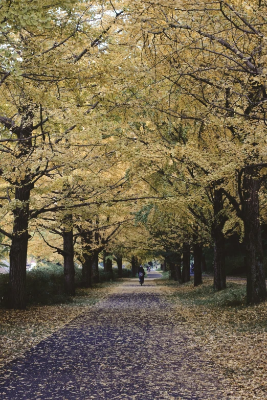 a man walking down a path between some tall trees