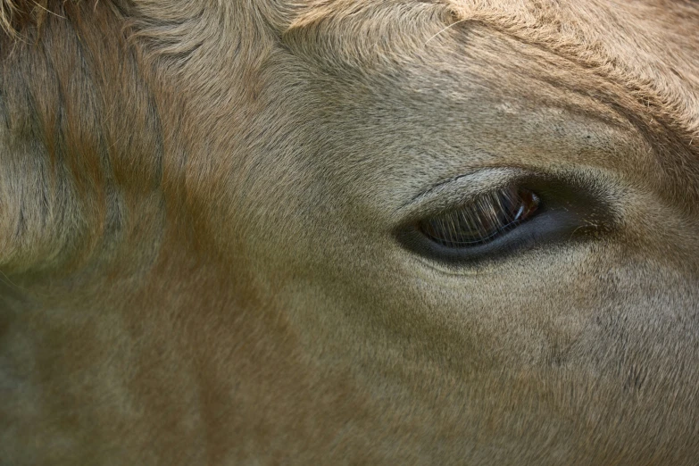 a close up view of the side of a horse's eye
