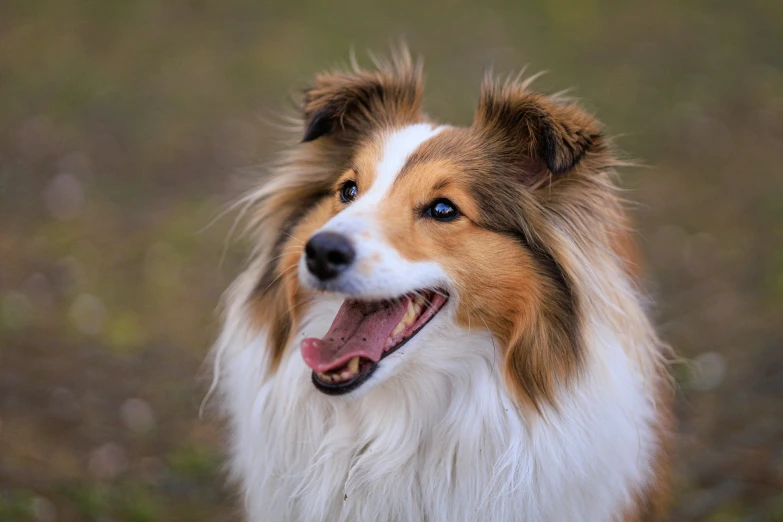 a collie dog with a smiling expression sits in a field