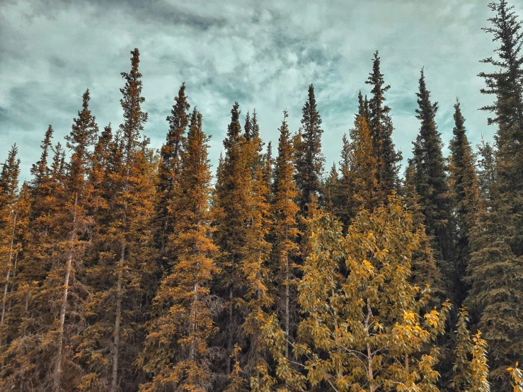 a forest with lots of tall and yellow trees