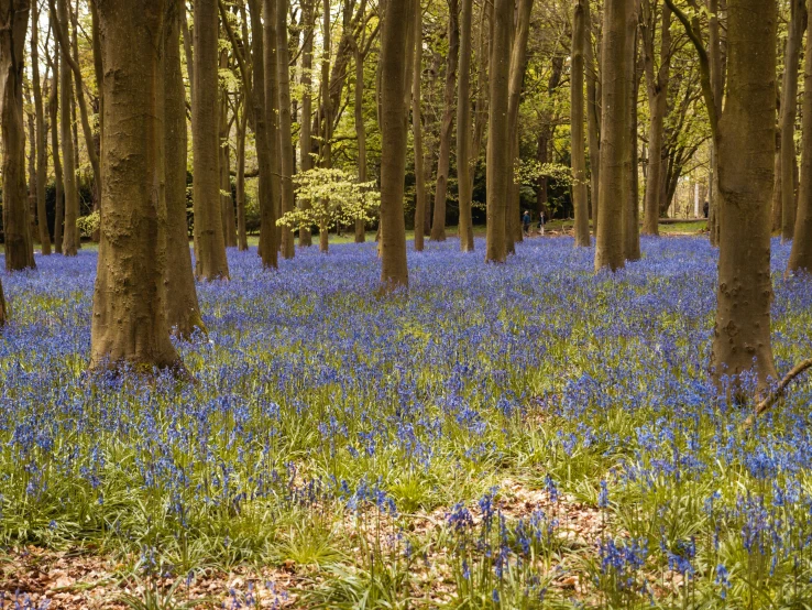 a field with a bunch of blue flowers