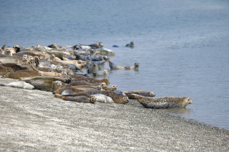 many animals laying next to the shore by the water