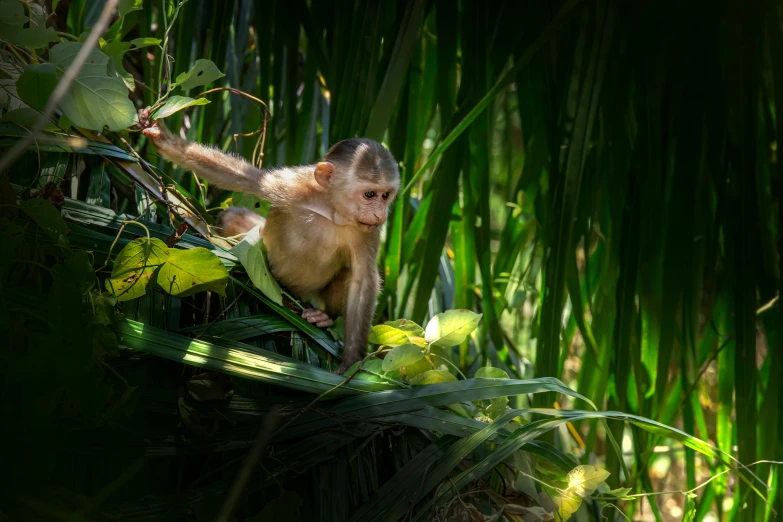 a small monkey is in the middle of some vegetation