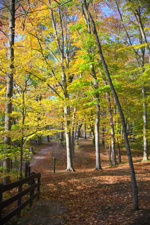 a pathway with trees lining the edges of each area is surrounded by yellow leaves