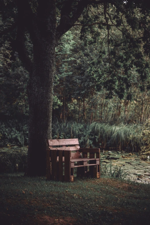 an empty wooden bench sitting under a tree next to a pond