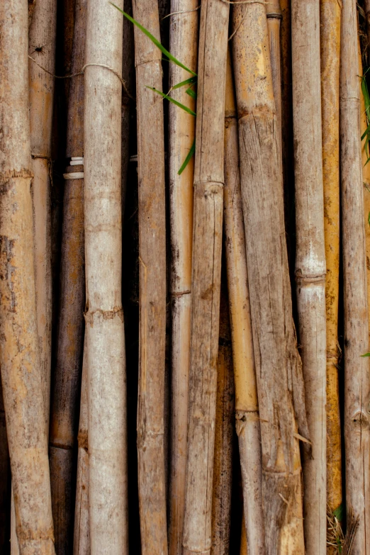 closeup of bamboo sticks as an art background