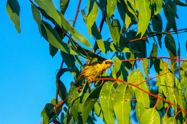 a yellow bird sitting in a leafy tree on top of a blue sky
