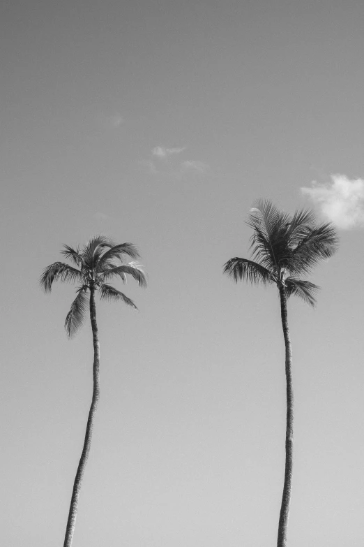 three palm trees against a clear blue sky