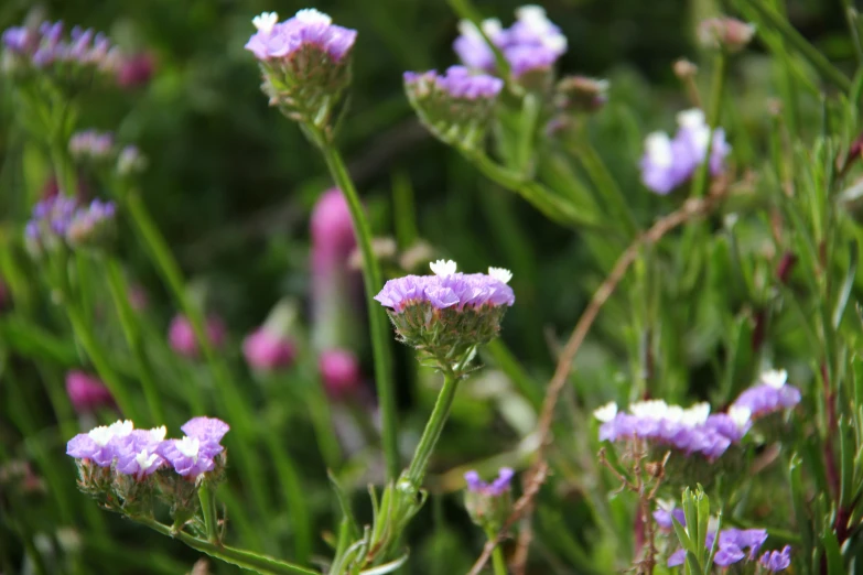 purple and white flowers growing on a bush