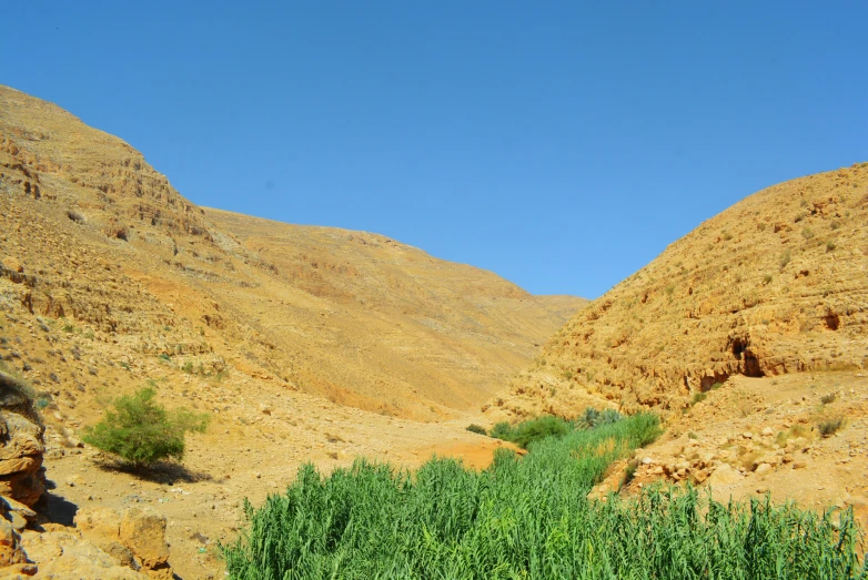 there are some plants growing in this desert