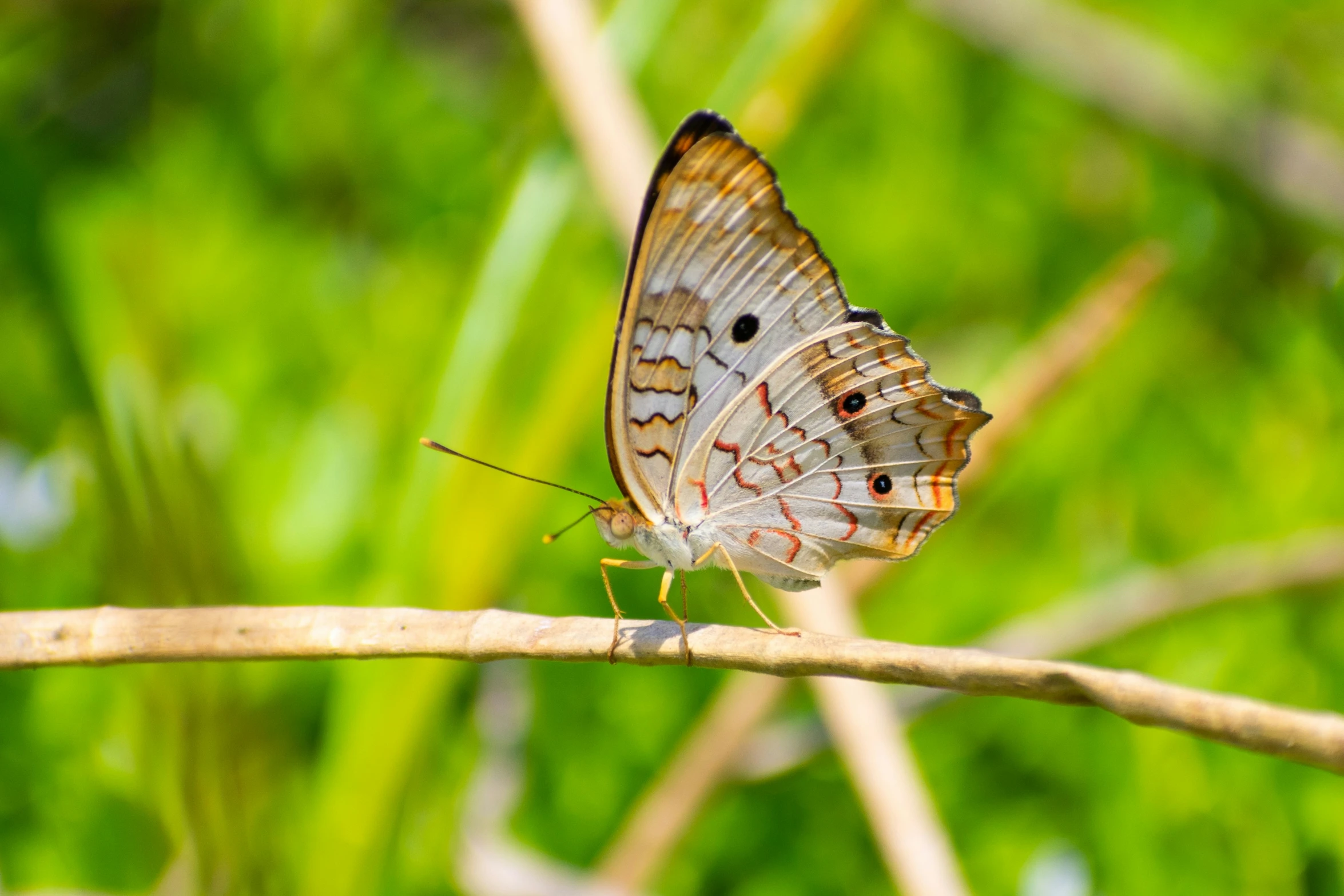 a erfly with brown spots sitting on a nch