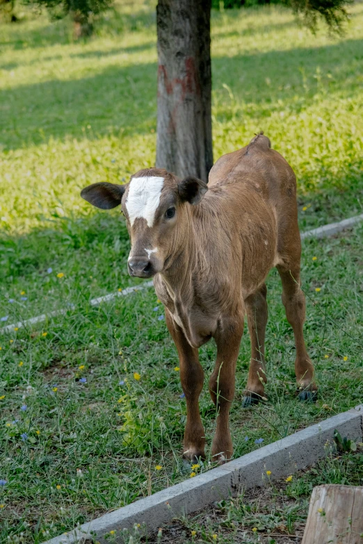 a baby cow in the grass with a tree behind it