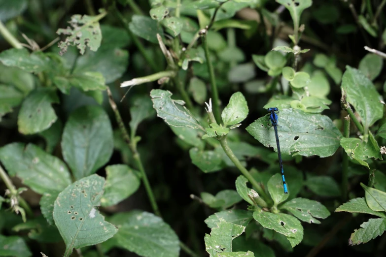 blue dragon fly sitting on green leaves in the woods