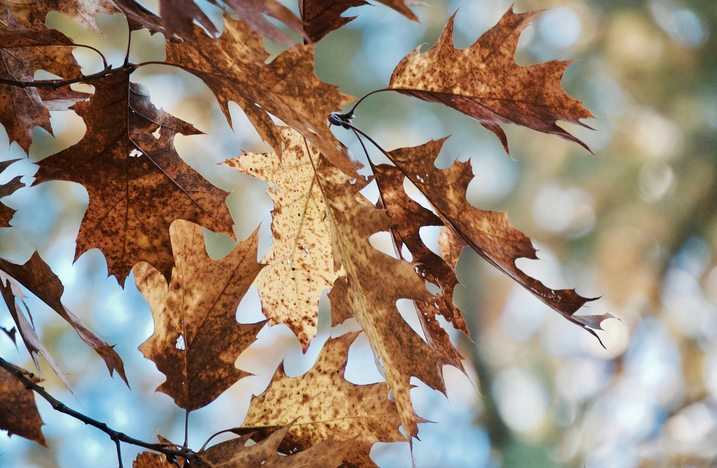 an autumn leaves background with sky in the background