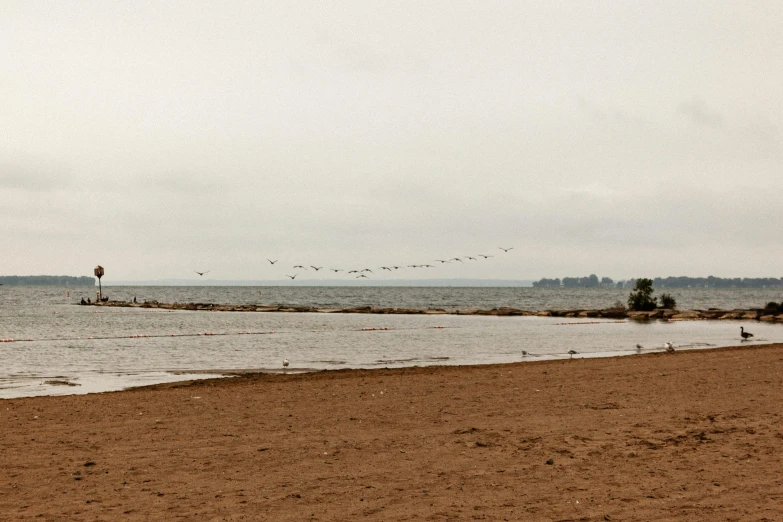 the sand at a beach with lots of birds flying around