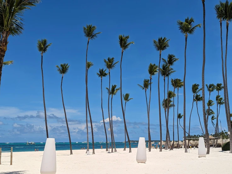 some palm trees on the beach in front of a beautiful blue sky