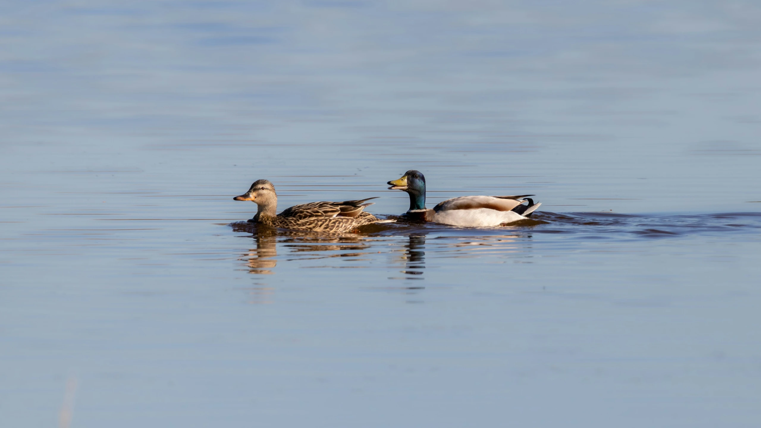 a mother duck and her offspring swimming in the water