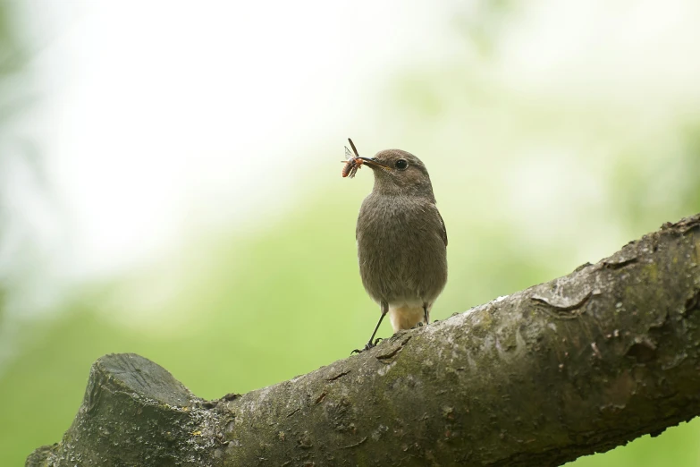 a small gray bird standing on a tree limb