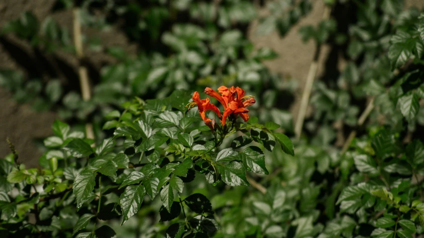 an orange flower sits in the midst of leafy green