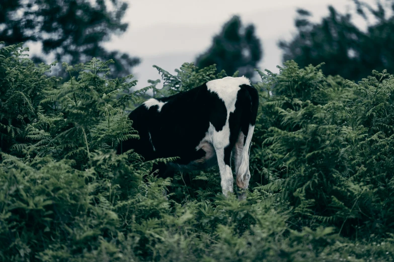cow with spots standing in dense foliage and trees