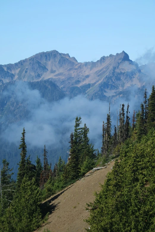 there are many trees and bushes in the mountains